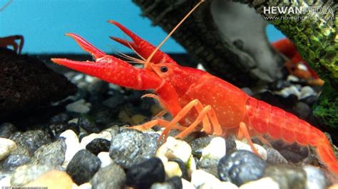 Lobster Hias di Aquarium